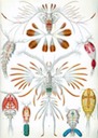Copepods | Where are your legs?