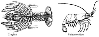 crayfish_palaemonidae