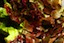 Jumbo Prawn Wok Recipe | Garnish | Red Leaf Lettuce