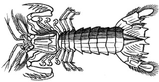 locust_shrimp