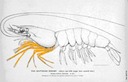 Decapod (Crustacea) legs in pictures